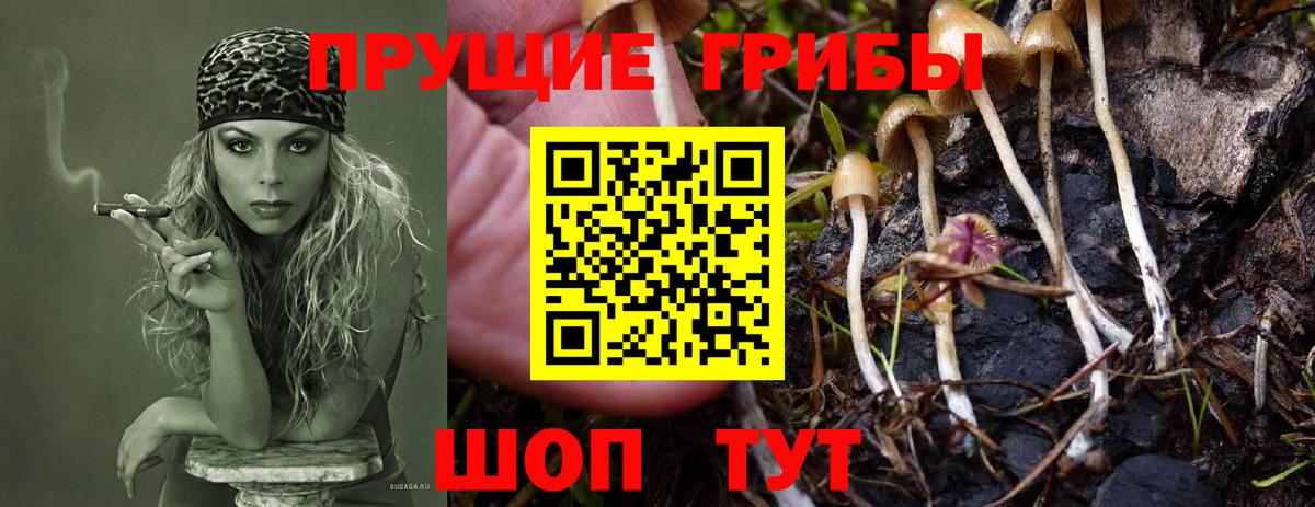 Псилоцибиновые грибы Cubensis Соль-Илецк