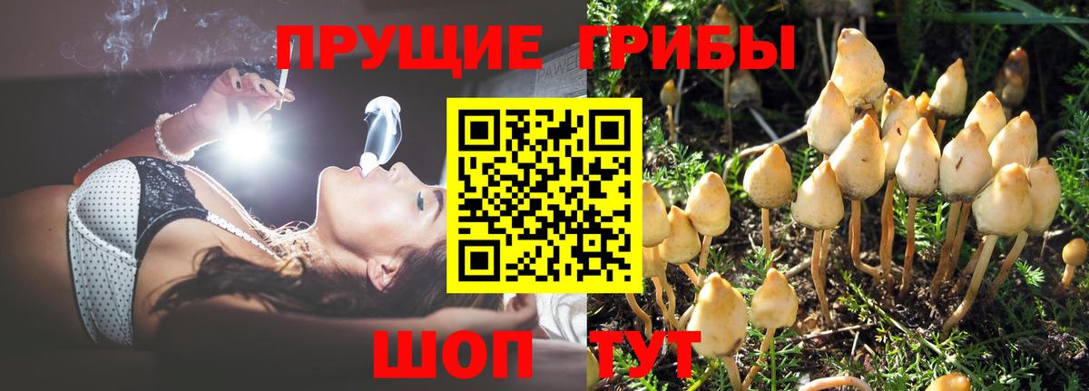 Псилоцибиновые грибы мицелий  Вход с VPN  Соль-Илецк 